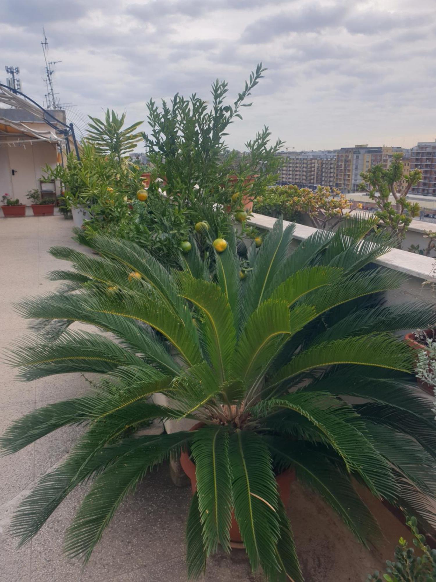 B&B Ganaj La Terrazza Di Ganaj 巴里 外观 照片