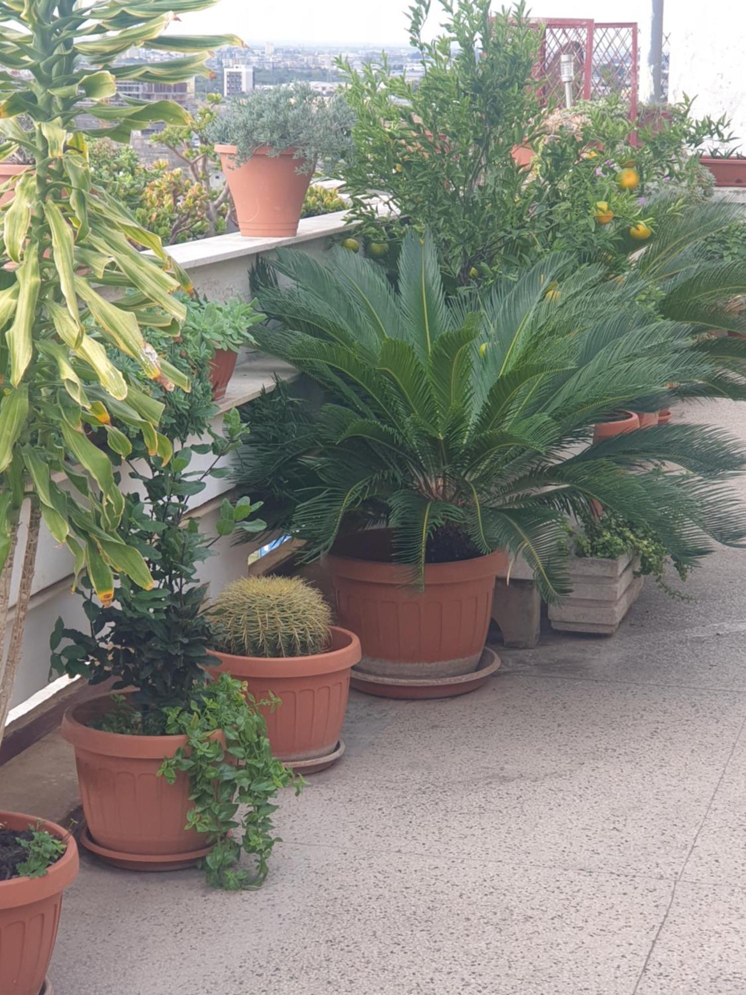 B&B Ganaj La Terrazza Di Ganaj 巴里 外观 照片