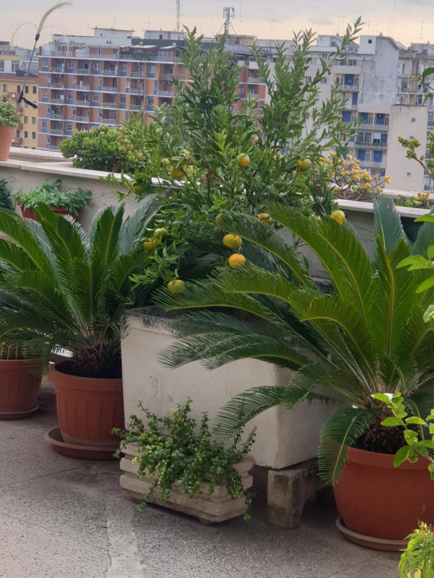 B&B Ganaj La Terrazza Di Ganaj 巴里 外观 照片